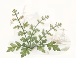 苦菜秀物候插画