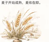 麦秋至物候插画